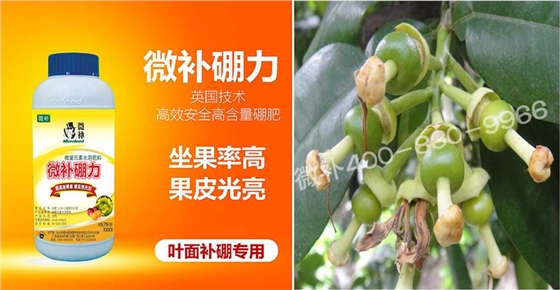 蜜柚促花壯花除了補(bǔ)磷還需要補(bǔ)硼鋅？