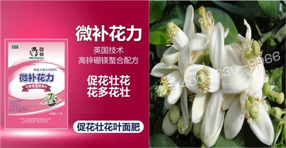 蜜柚促花壯花除了補(bǔ)磷還需要補(bǔ)硼鋅？