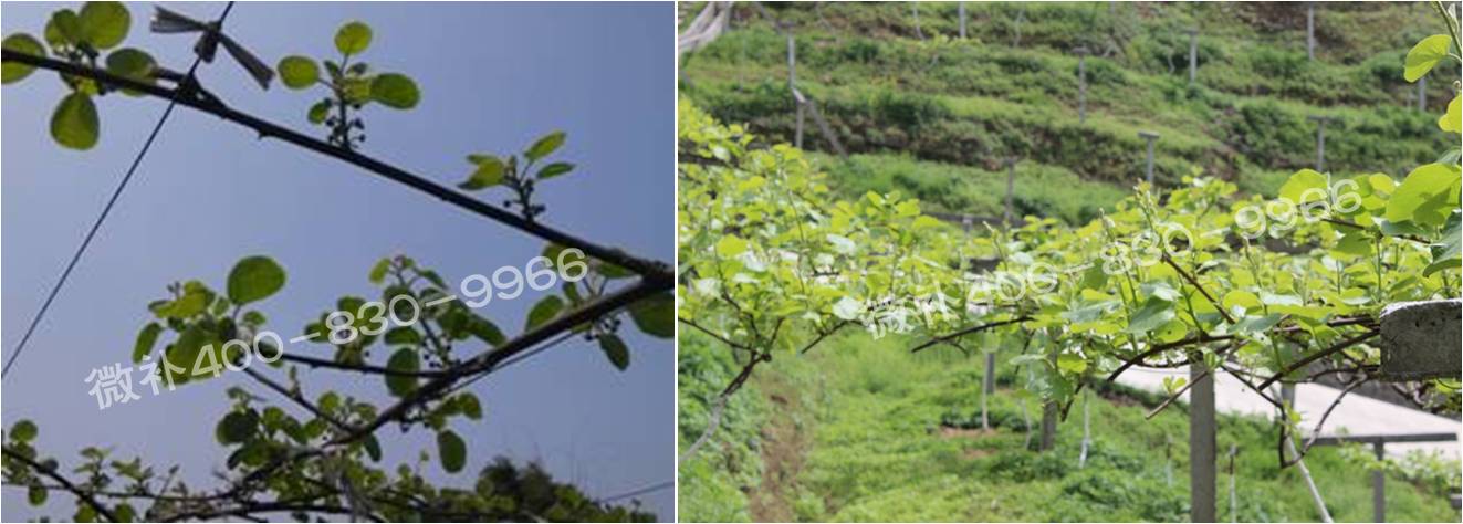 獼猴桃萌芽期如何施肥，才能促進(jìn)萌芽齊、萌芽壯？