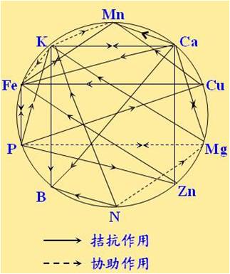 原料型鉀肥和鎂肥為什么會(huì)發(fā)生拮抗？