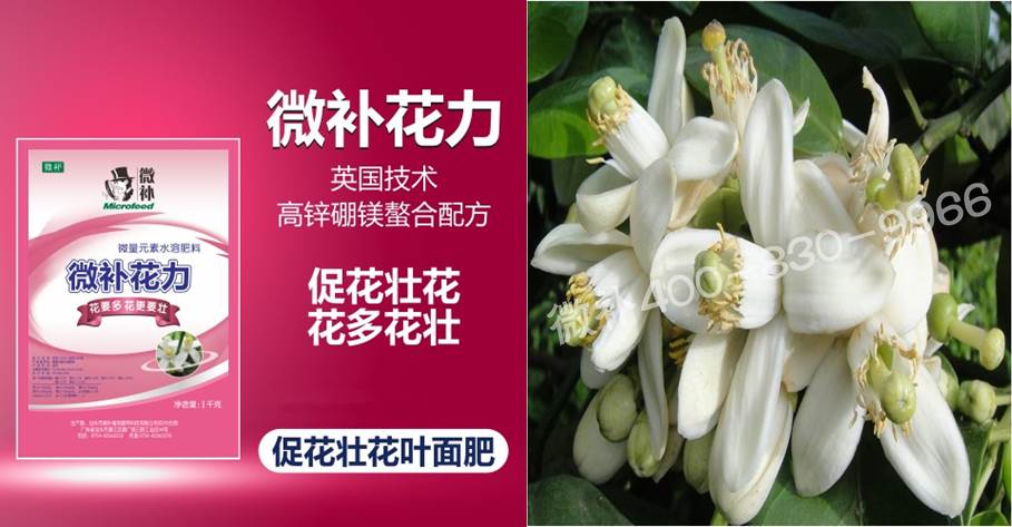 蜜柚促花壯花除了補(bǔ)磷還需要補(bǔ)硼鋅？