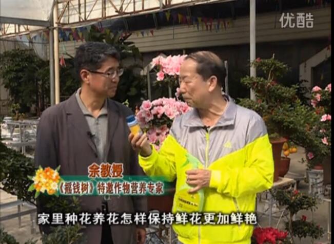 20160118珠江臺(tái)搖錢樹：家庭花卉用綠夫人600度鮮花營(yíng)養(yǎng)液，花開鮮艷、花期長(zhǎng)