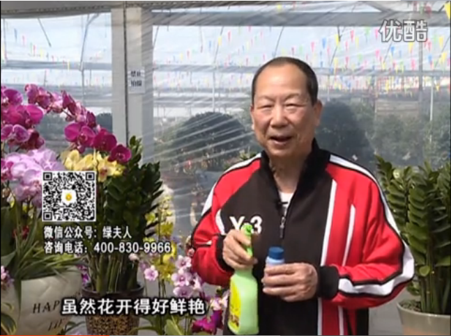 20160314珠江臺(tái)搖錢樹：家種鮮花、鮮切花，用綠夫人600度鮮花液?；ㄆG、花期長