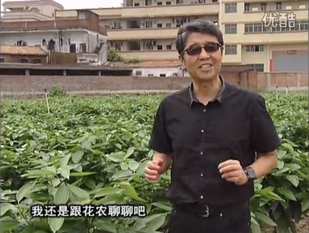 20160606珠江臺(tái)搖錢樹：觀葉植物用微補(bǔ)方案，壯根提長、保葉抗病好！