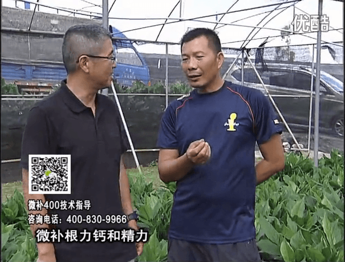 珠江臺搖錢樹：盆栽綠植澆施微補根力鈣+精力，促根多長勢青綠