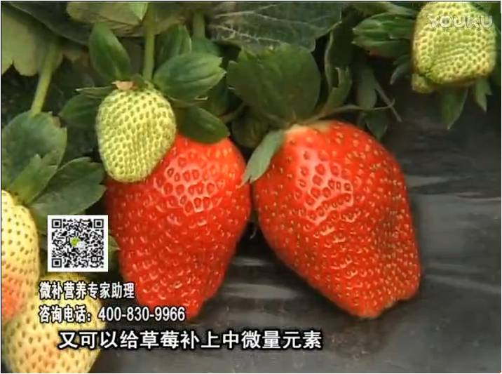 20170123珠江臺搖錢樹：草莓用微補方案，促根苗壯、開花坐果好