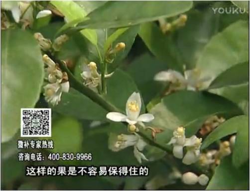 20170313珠江臺搖錢樹：柑橘淋沖微補根力鈣+精力，噴微補花力+硼力，來花健壯，預(yù)防減少弱花畸形花