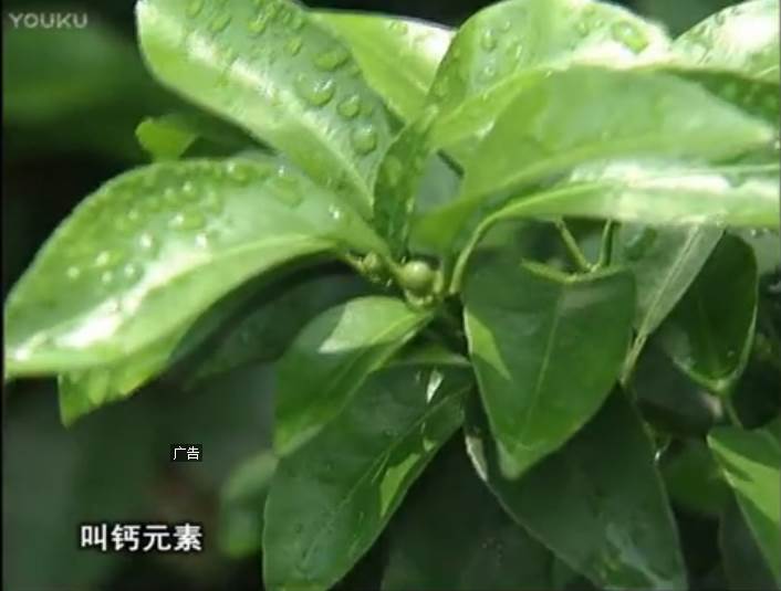 20170508珠江臺搖錢樹：柑橘澆施微補(bǔ)根力鈣，補(bǔ)鈣，促根健壯長勢