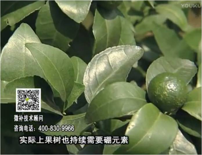 20170529珠江臺搖錢樹：貢柑蜜柚噴施微補(bǔ)蓋力+硼力，預(yù)防減少缺硼鈣裂果