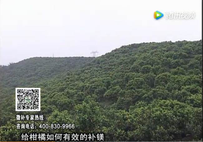 20170522珠江臺搖錢樹：柑橘落果黃葉是缺鎂？