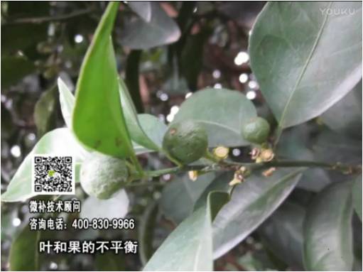 20170501珠江臺搖錢樹：柑橘噴施微補(bǔ)果力+碧力、淋根力鈣+沖力鎂，穩(wěn)果少落果，促根壯長勢