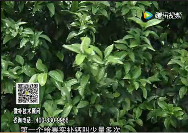 20170605珠江臺搖錢樹：柑橘果實補(bǔ)鈣如何做？