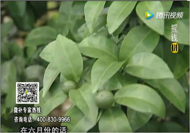 珠江臺搖錢樹：柑橘樹如何調(diào)酸保葉？