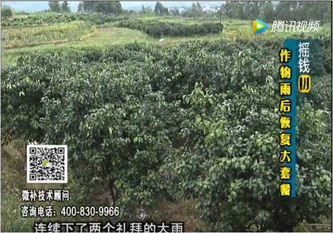20170626珠江臺搖錢樹：果樹蔬菜長勢弱落果？