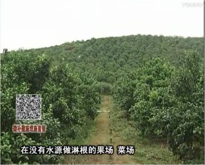 20170703珠江臺搖錢樹：雨水多樹勢弱，撒施因迪樂調(diào)酸促根壯長勢