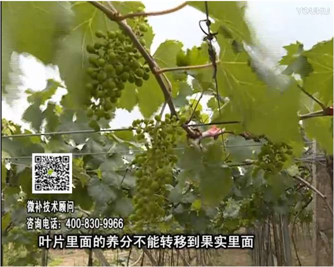 20170717珠江臺搖錢樹：果實補(bǔ)鈣充足，噴施螯合鈣+精華液+保葉素，品質(zhì)高、耐存儲