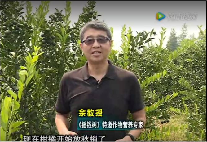 20170821珠江臺搖錢樹：柑橘如何放秋梢？