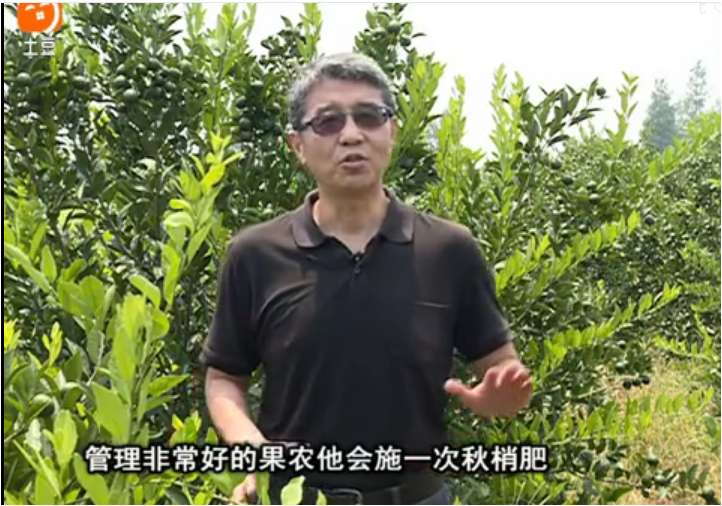 20170904珠江臺搖錢樹：柑橘用因迪樂，樹勢健壯、果品質(zhì)高