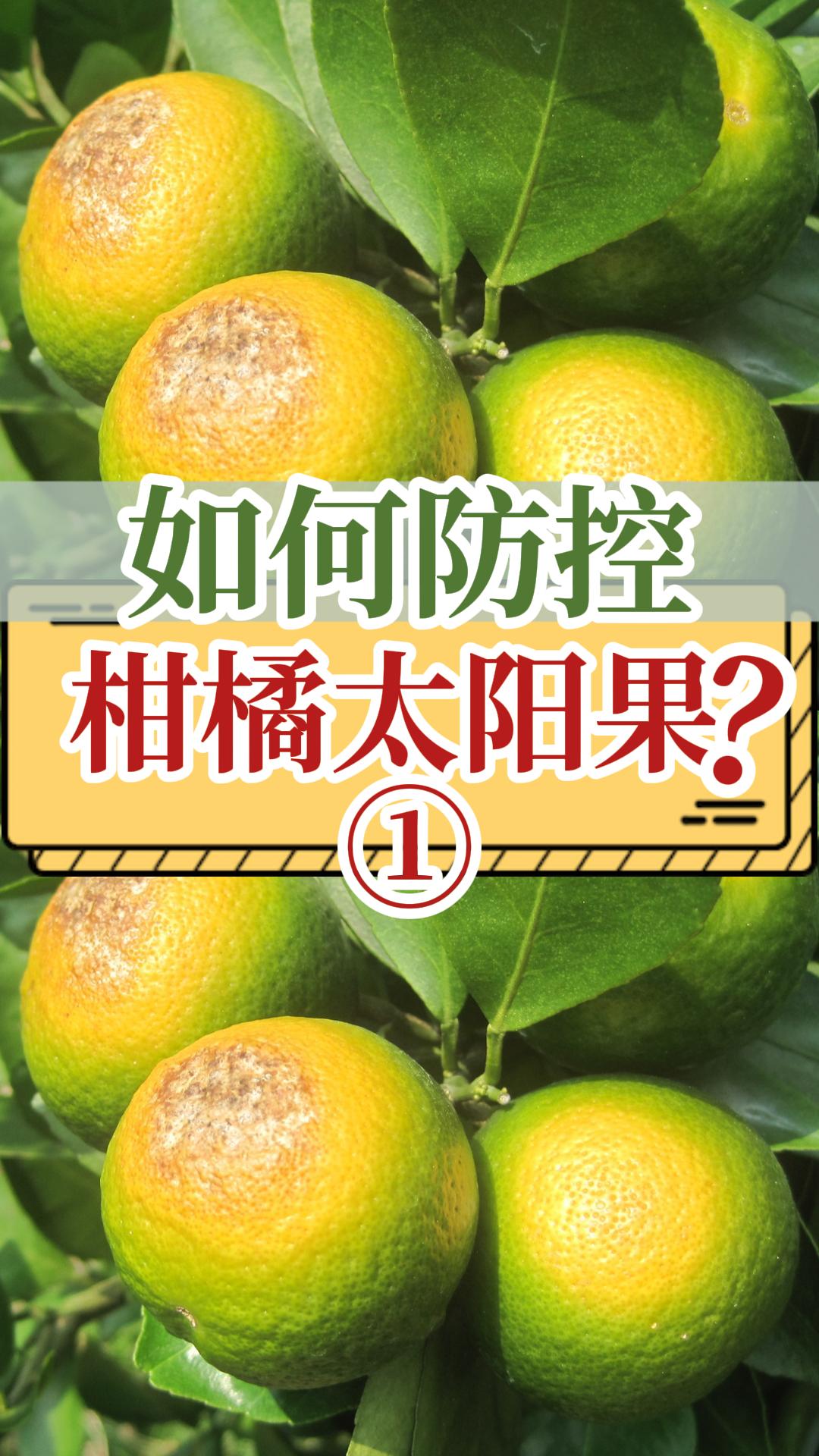 如何防控柑橘太陽果