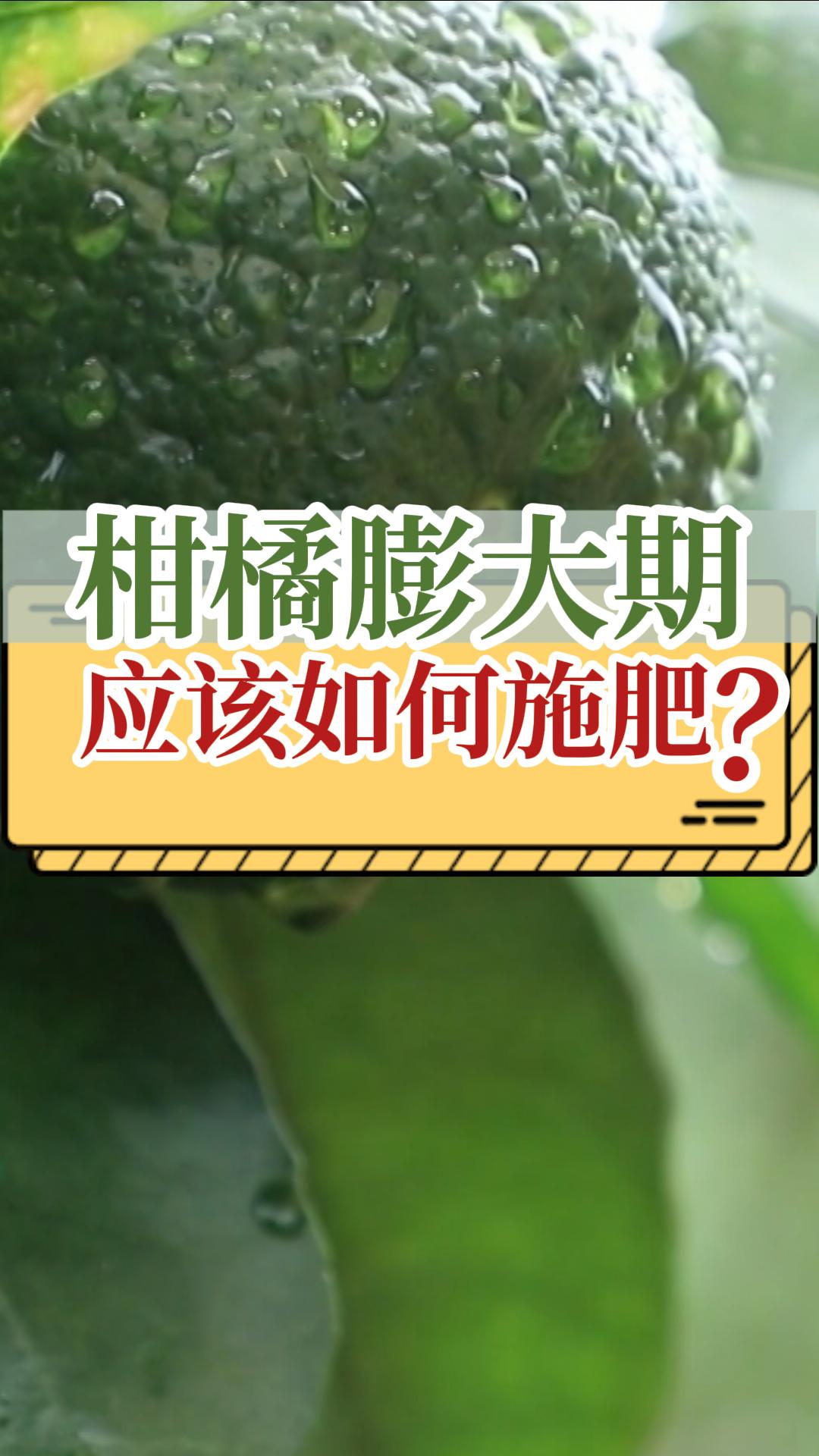 柑橘膨大期如何施肥