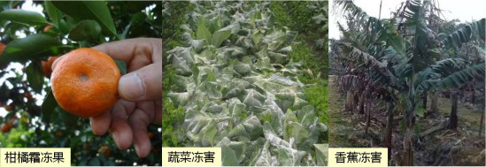 讓作物安全過(guò)冬的實(shí)用小妙招，速看