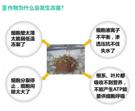 讓作物安全過(guò)冬的實(shí)用小妙招，速看