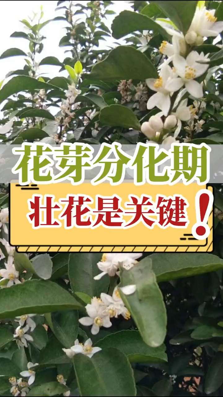 花芽分化期，壯花是關(guān)鍵！