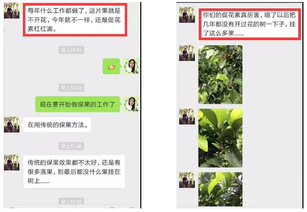 秋梢期，柑橘果農(nóng)都在做這件事……