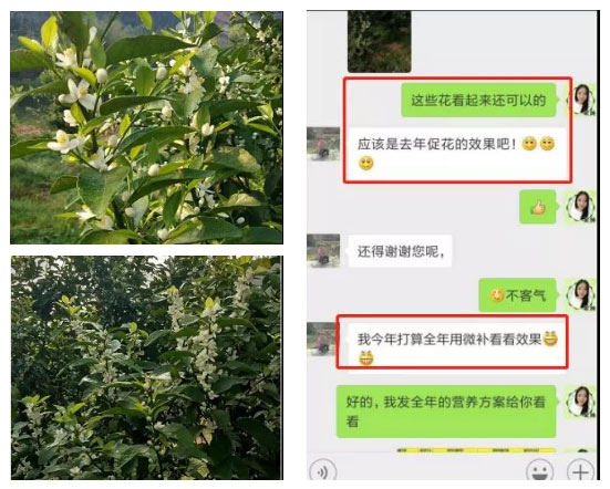 秋梢期，柑橘果農(nóng)都在做這件事……