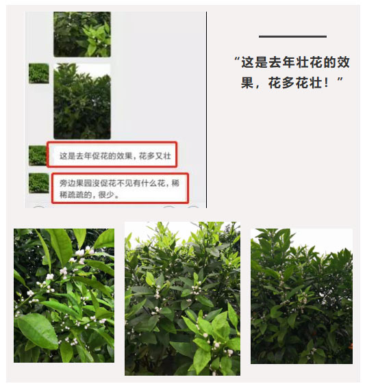 秋梢期，柑橘果農(nóng)都在做這件事……
