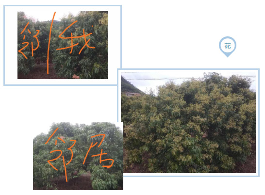 荔枝園連年高產(chǎn)，秘訣在這里