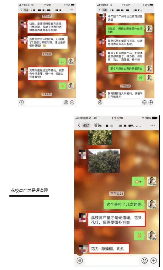 荔枝園連年高產(chǎn)，秘訣在這里