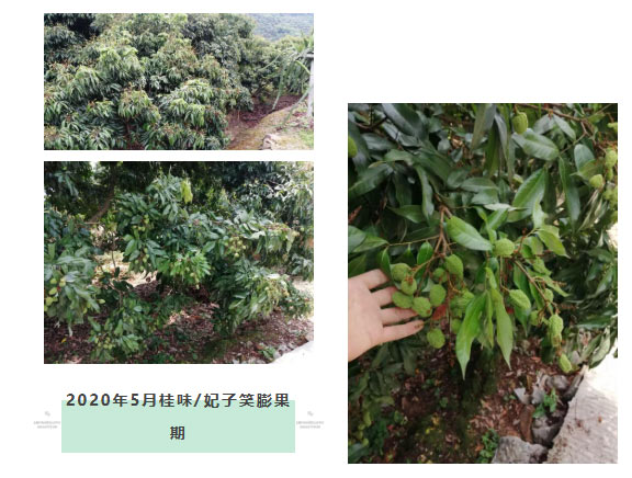 荔枝園連年高產(chǎn)，秘訣在這里