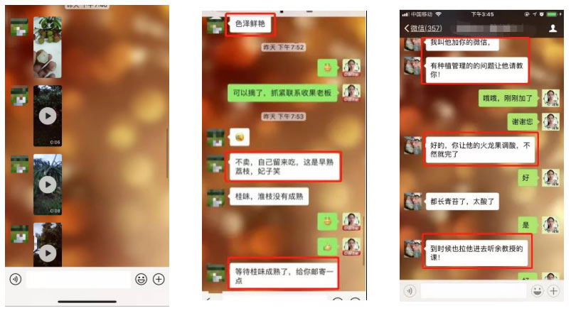 荔枝園連年高產(chǎn)，秘訣在這里